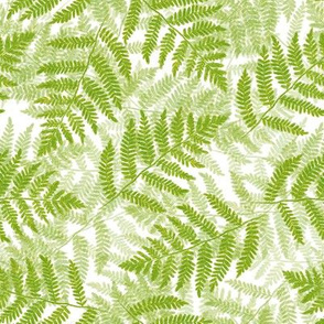ferns on white