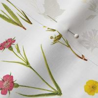 Antique Wildflowers on White // large