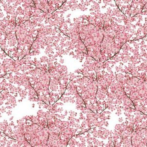 Tiny Cherry Blossoms - Pink