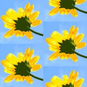 yellow reaching daisy