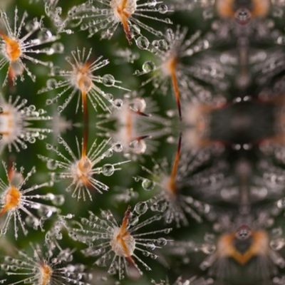 Cactus Dew mirror