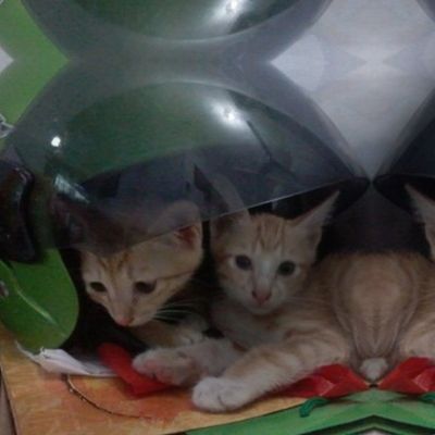 Kittens Under The Helmet