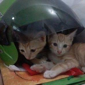 Kittens Under The Helmet