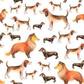 Collie, terrier and dachshunds on white background