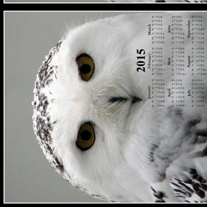 2015 Calendars - Celtic Snowy Owl