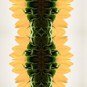 side_view_of_sunflower_by_emilyrosecaspe-d2zsjbh_copy2
