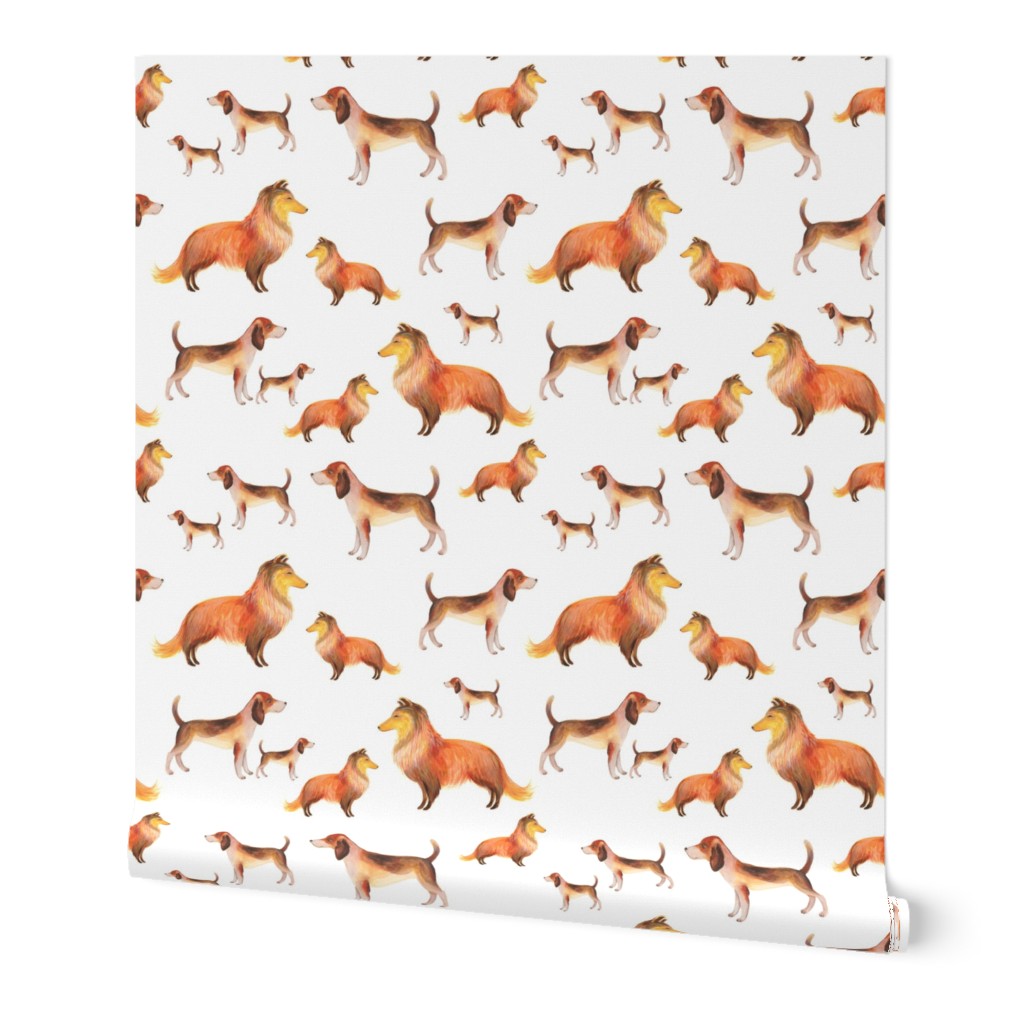 Shelties and beagles on white background