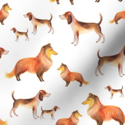 Shelties and beagles on white background