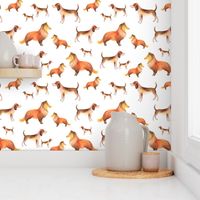 Shelties and beagles on white background