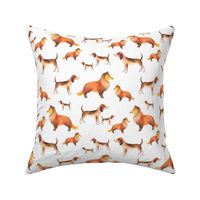 Shelties and beagles on white background