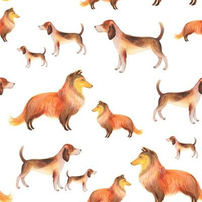 Shelties and beagles on white background