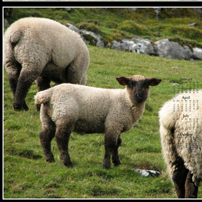 2015 Calendars - Year of The Sheep:  Ewe Lookin' At Me???