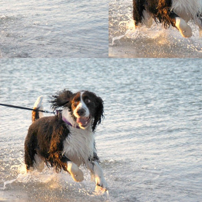 English Springer in the Sea