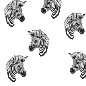 Zebra!