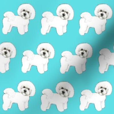 Bichon Frise dogs / white dogs Turquoise
