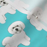 Bichon Frise dogs / white dogs Turquoise