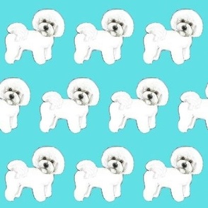 Bichon Frise dogs / white dogs Turquoise