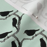 blackbirds mint