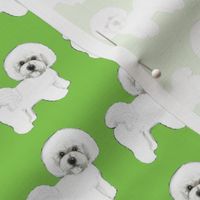 Bichon Frise dog  on Green 