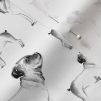 Bulldogs on white background