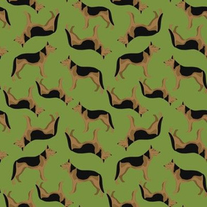 German shepherd on green background