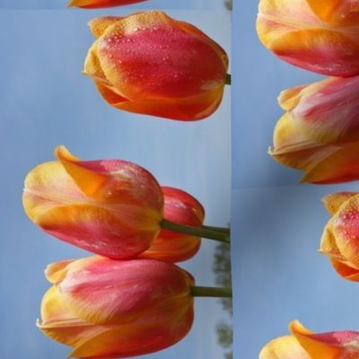 tulip_yellow_pink-ed