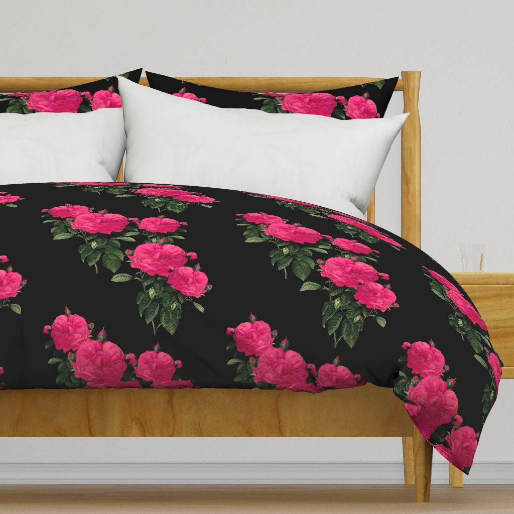 Redoute Rose ~ Hot Pink on Black