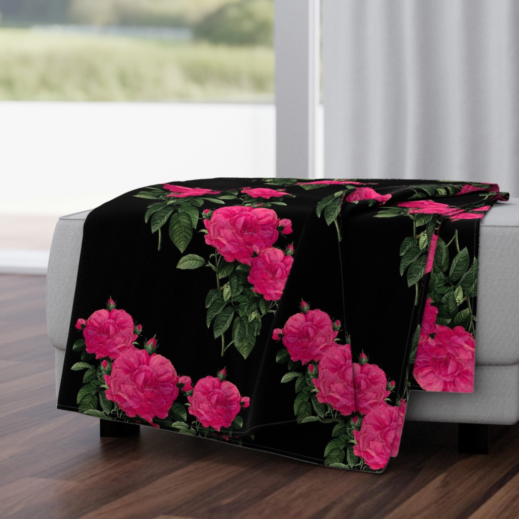 Redoute Rose ~ Hot Pink on Black