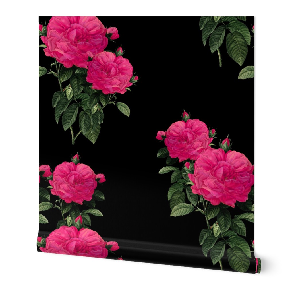 Redoute Rose ~ Hot Pink on Black