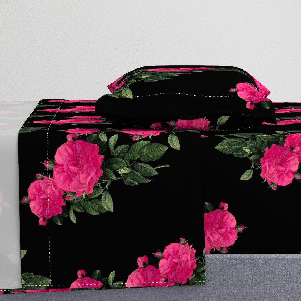 Redoute Rose ~ Hot Pink on Black