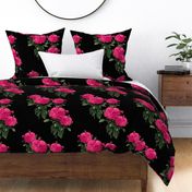 Redoute Rose ~ Hot Pink on Black