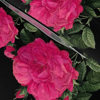 Redoute Rose ~ Hot Pink on Black