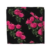 Redoute Rose ~ Hot Pink on Black