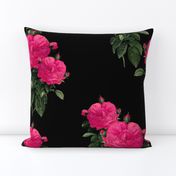 Redoute Rose ~ Hot Pink on Black