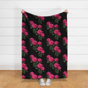 Redoute Rose ~ Hot Pink on Black