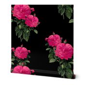 Redoute Rose ~ Hot Pink on Black