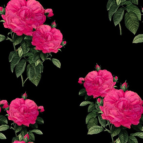 Redoute Rose ~ Hot Pink on Black