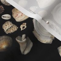 Bermuda Seashells