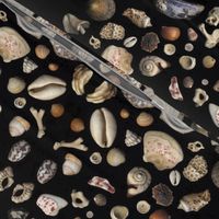Bermuda Seashells