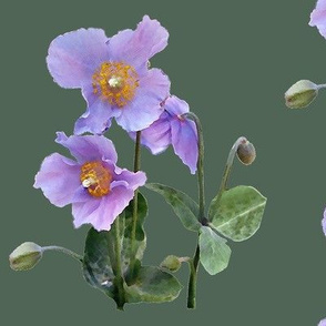 Lilac-poppy-on-sage-green