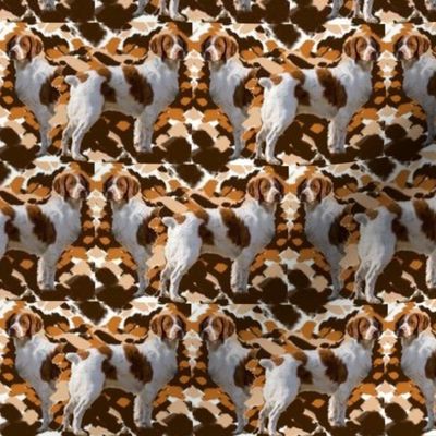 Brittany Spaniel Camo