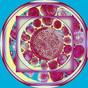 Cross Sections