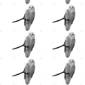 snowyowl1