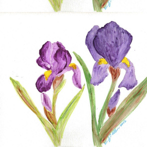 Purple_Iris