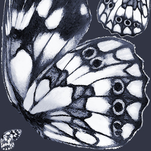 Giant marbled white (Melanargia galathea) butterfly wings