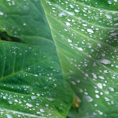 Elephant Ear Plant