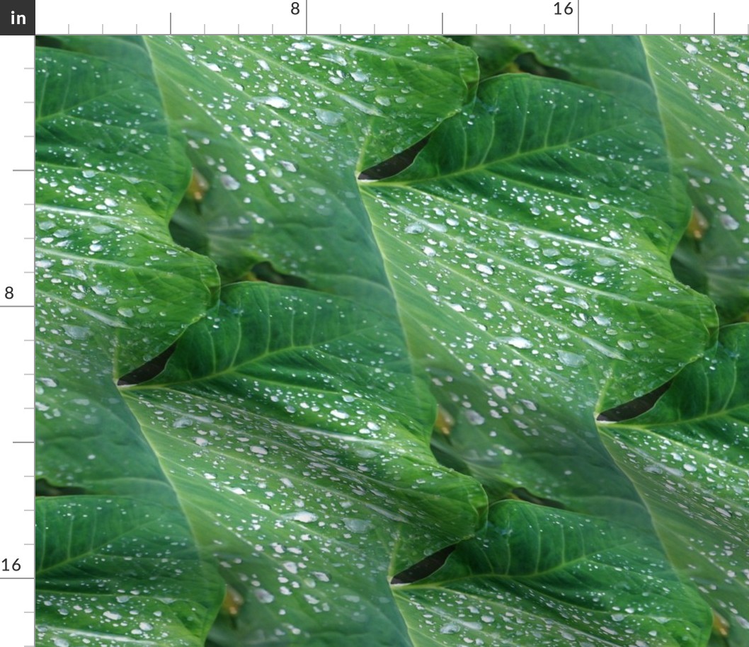 Elephant Ear Plant