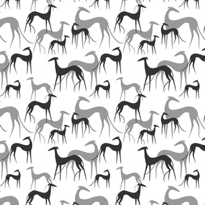 Sighthound clear grey on white