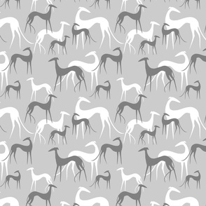 sighthounds clear grey on grey