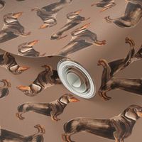 Dachshound on light brown background